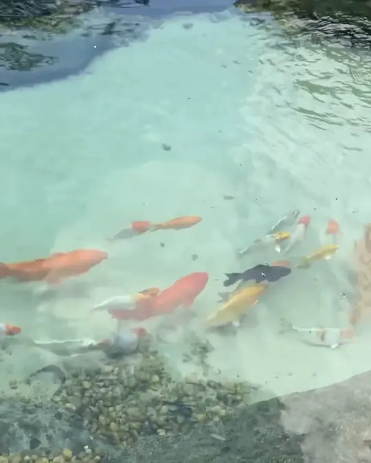 Carpas coloridas na água cristalina de um lago ornamental em Aldeia